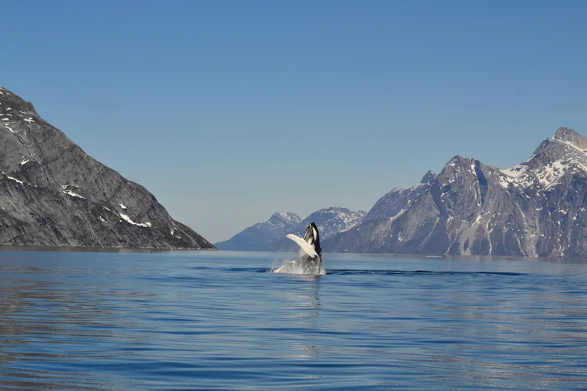 Humpback Whale In Nuuk Fjord. Photo Klaus Eugenius, Visit Greenland