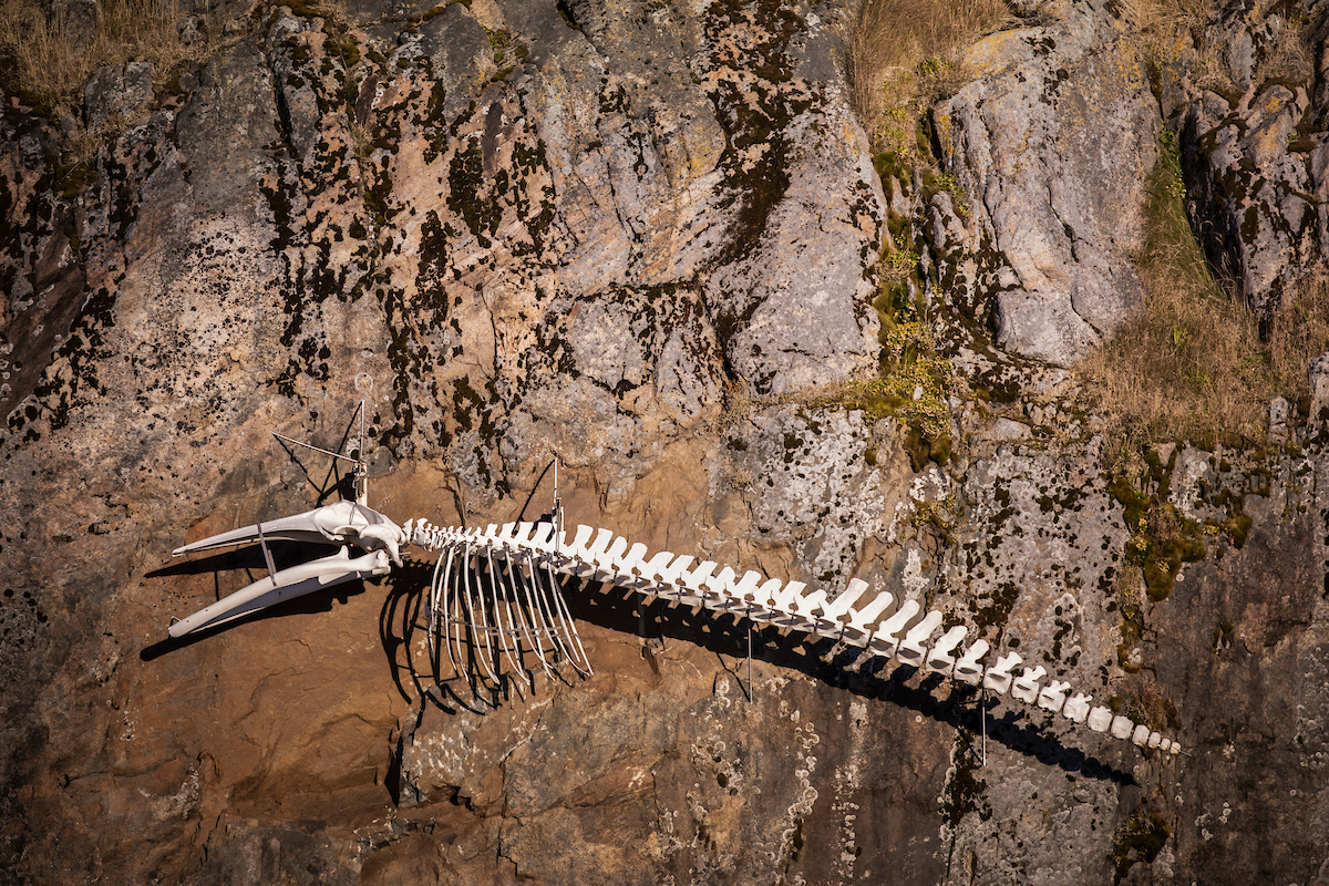 The Whale Skeliton. Photo By Aningaaq Rosing Carlsen Visit Greenland