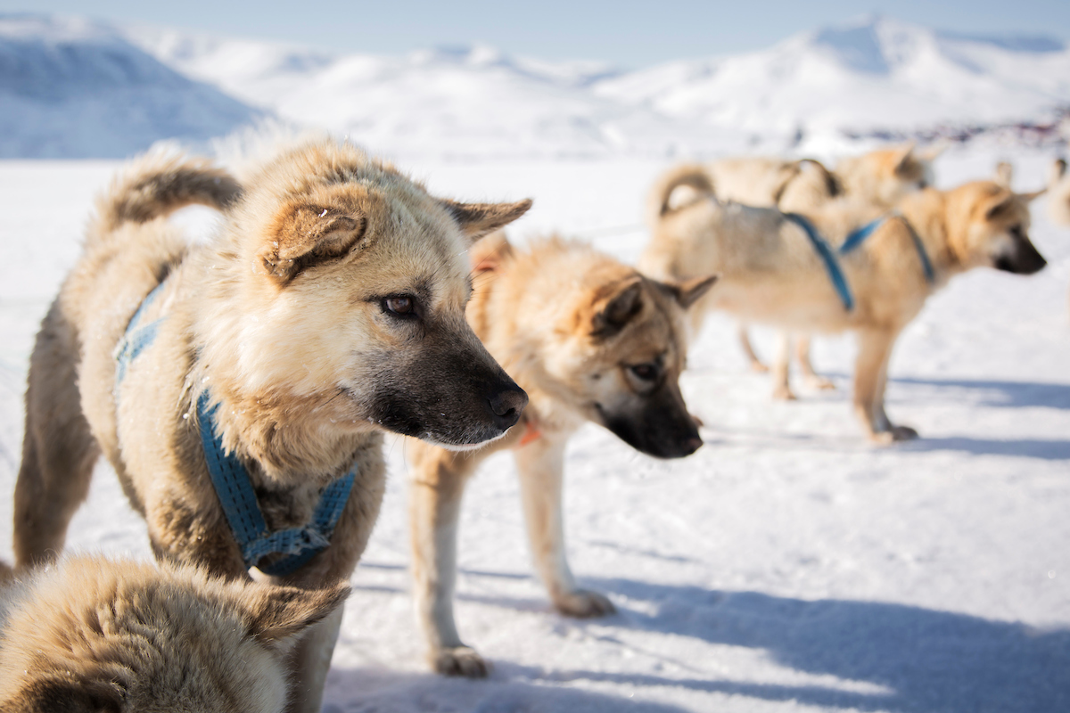 Sled Dogs On Sea Ice, Uummannaq. Photo Aningaaq R Carlsen Visit Greenland