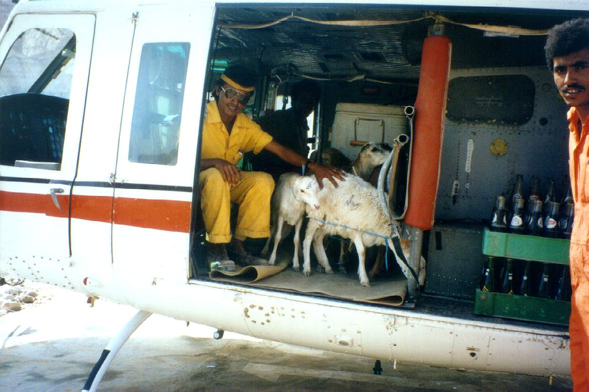 I Yemen fragtede den sågar geder Foto: Arkiv 