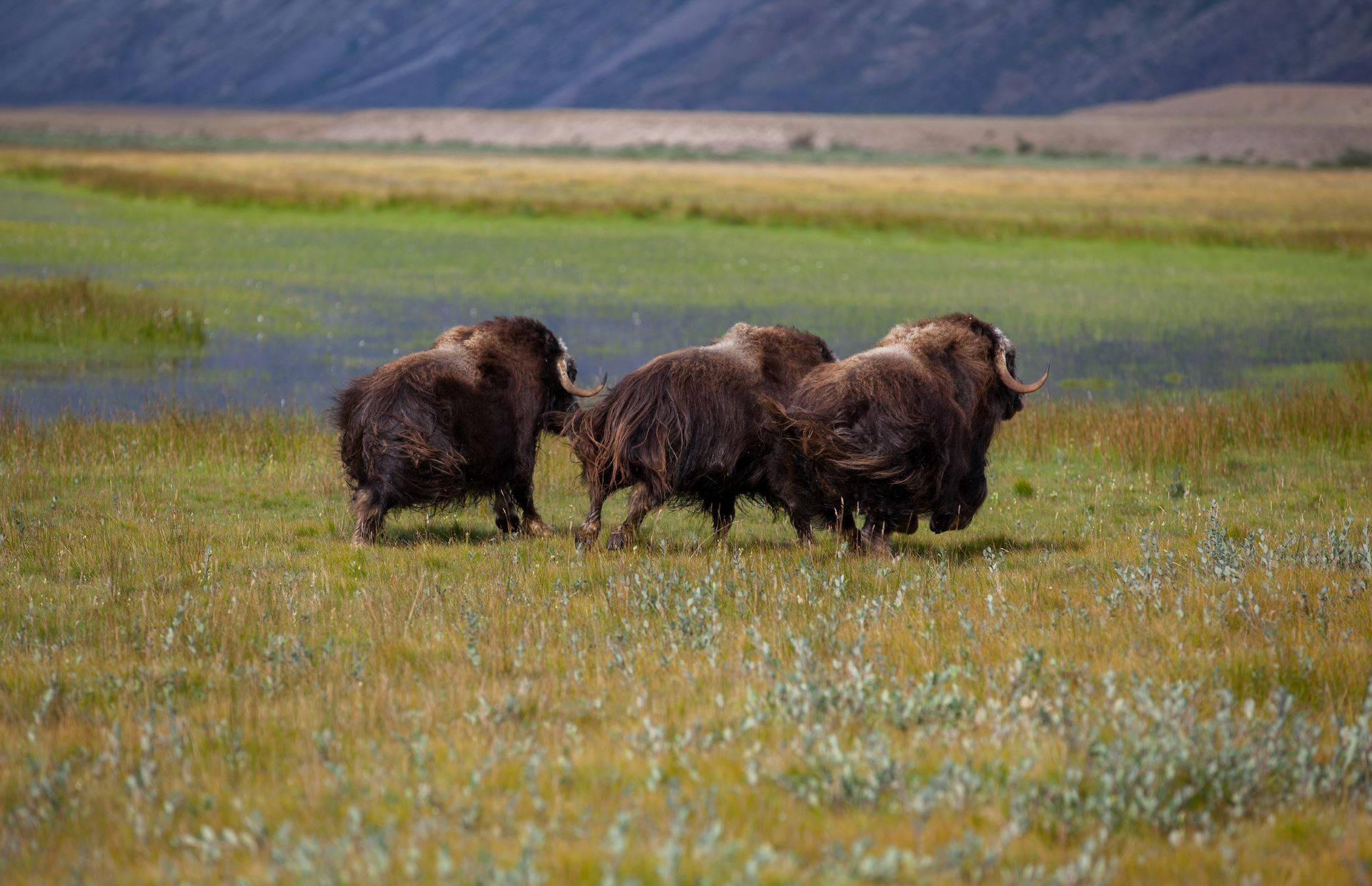 Muskoxen In Paradise Valley. Photo Dan B. Kristensen, Visit Greenland