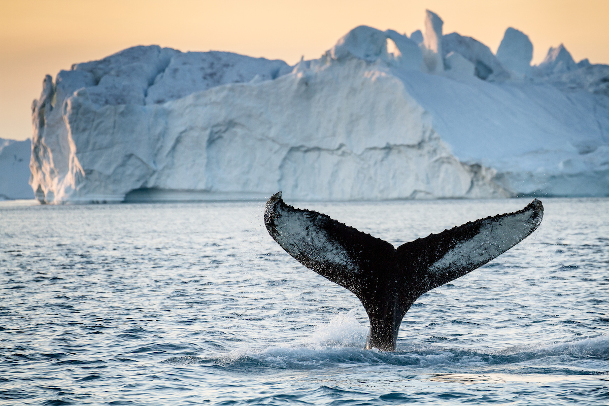 Tail Fin Of Humpback Next To Iceberg. Photo Julie Skotte, Visit Greenland (1)