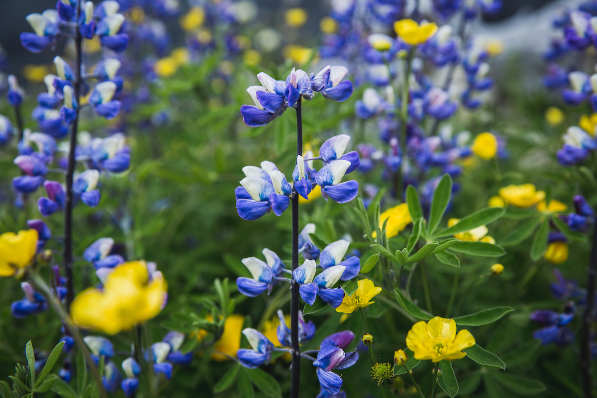 Flowers In Nanortalik In South Greenland