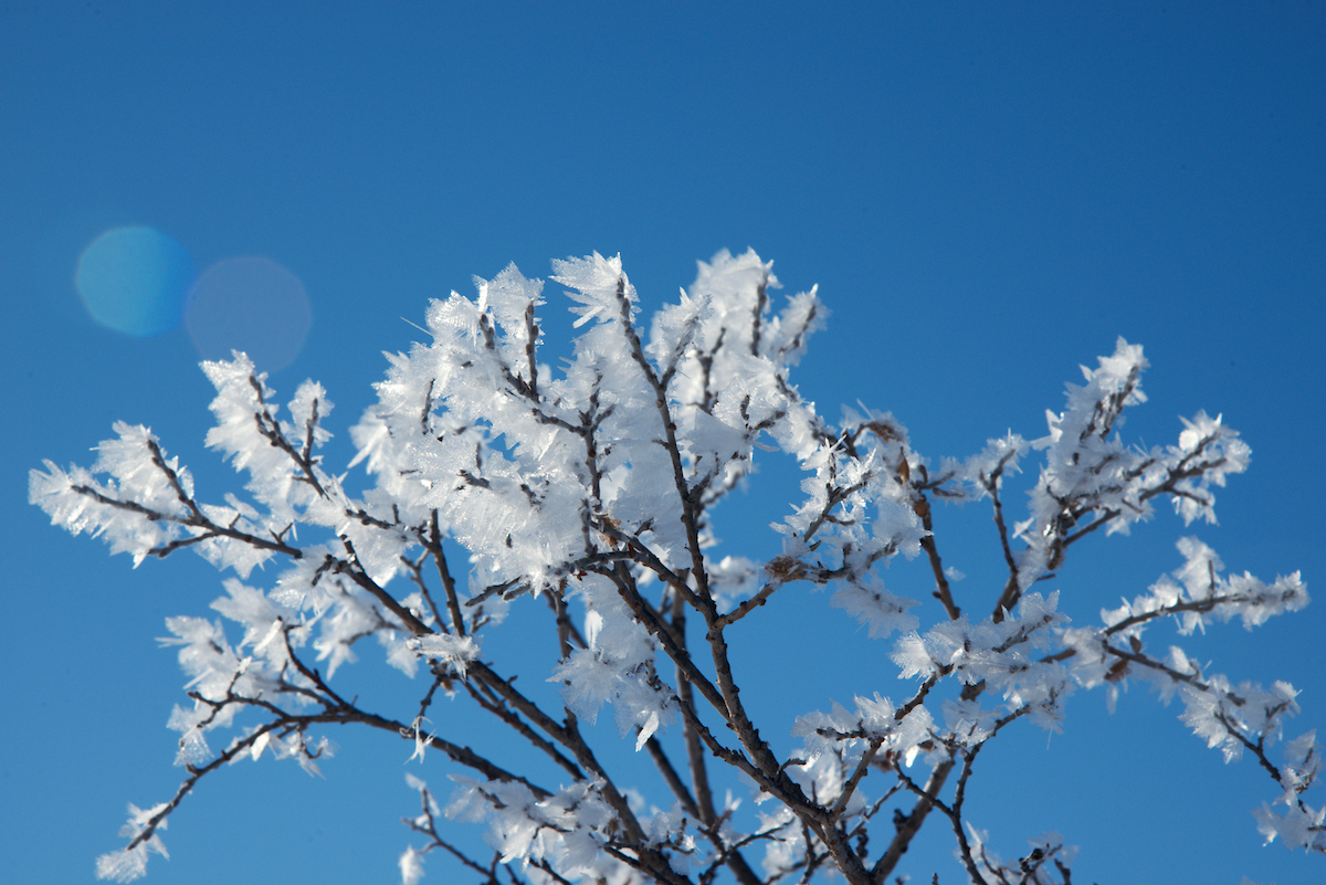 Ice Crystals Looking Like Flowers Adam Lyberth, Visit Greenland