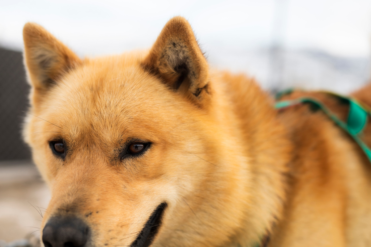Brown Sled Dog. Photo Aningaaq R. Carlsen, Visit Greenland