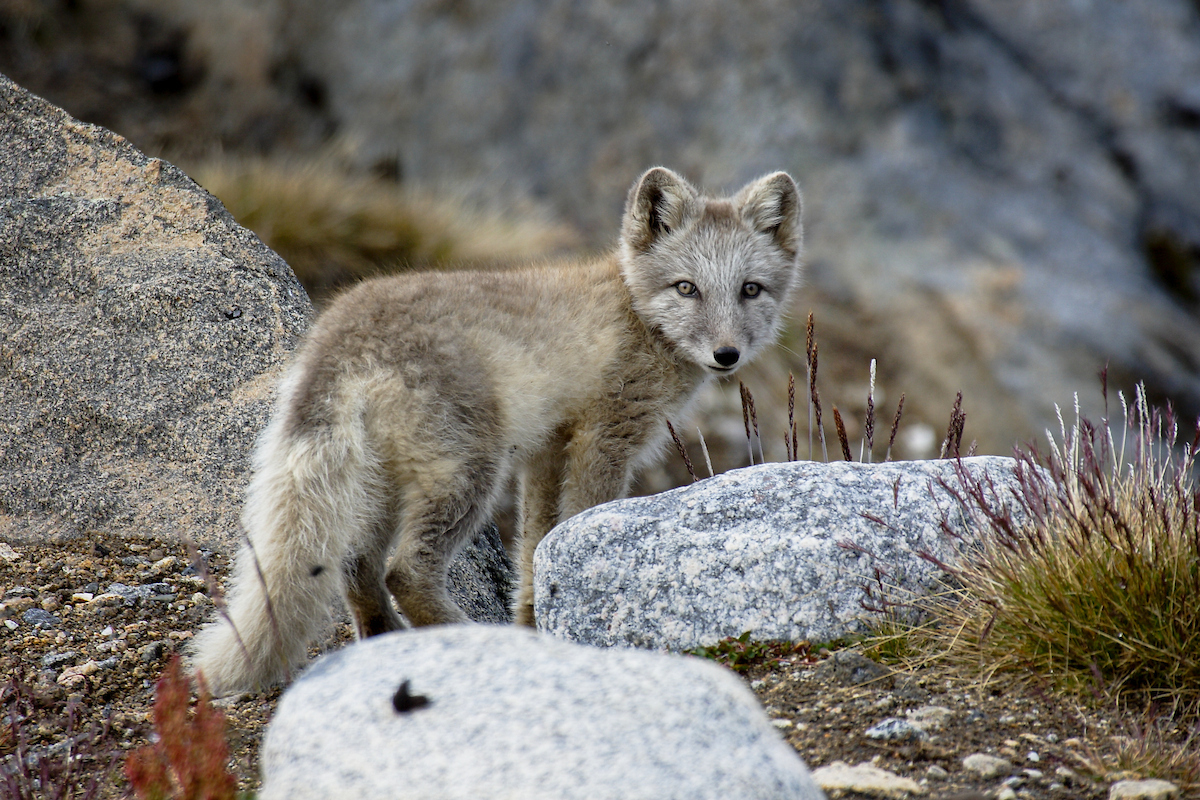 Polar Fox Between Rocks. Photo Aqqa R. Asvid, Visit Greenland