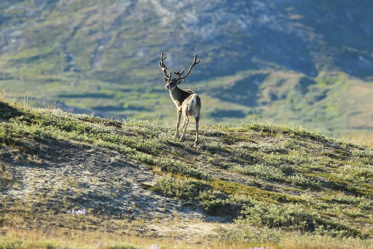 Majestic Reindeer In Nuuk Fjord. Photo Klaus Eskildsen, Visit Greenland