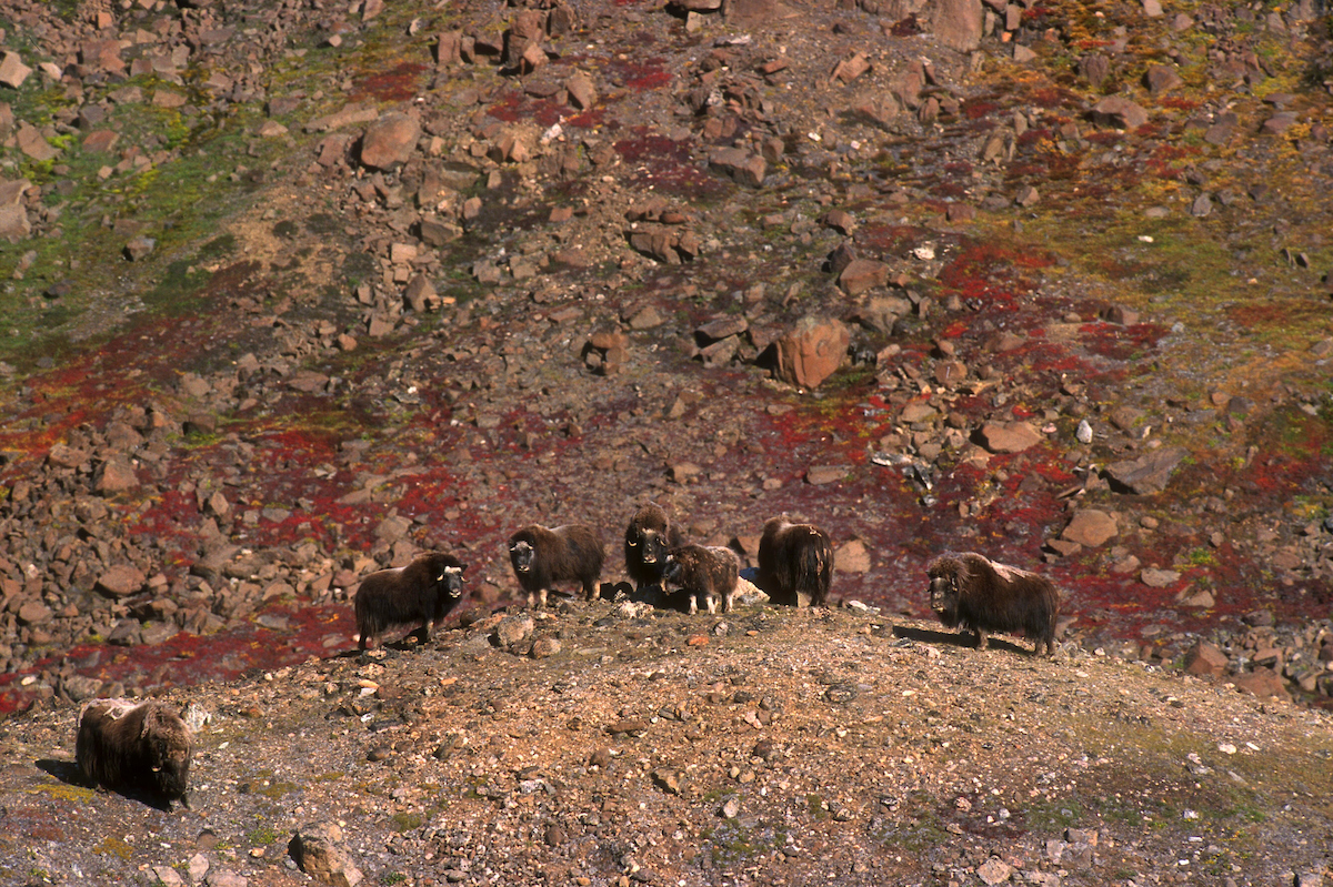 Herd Of Musk Oxen, Summer. Photo Magnus Elander, Visit Greenland