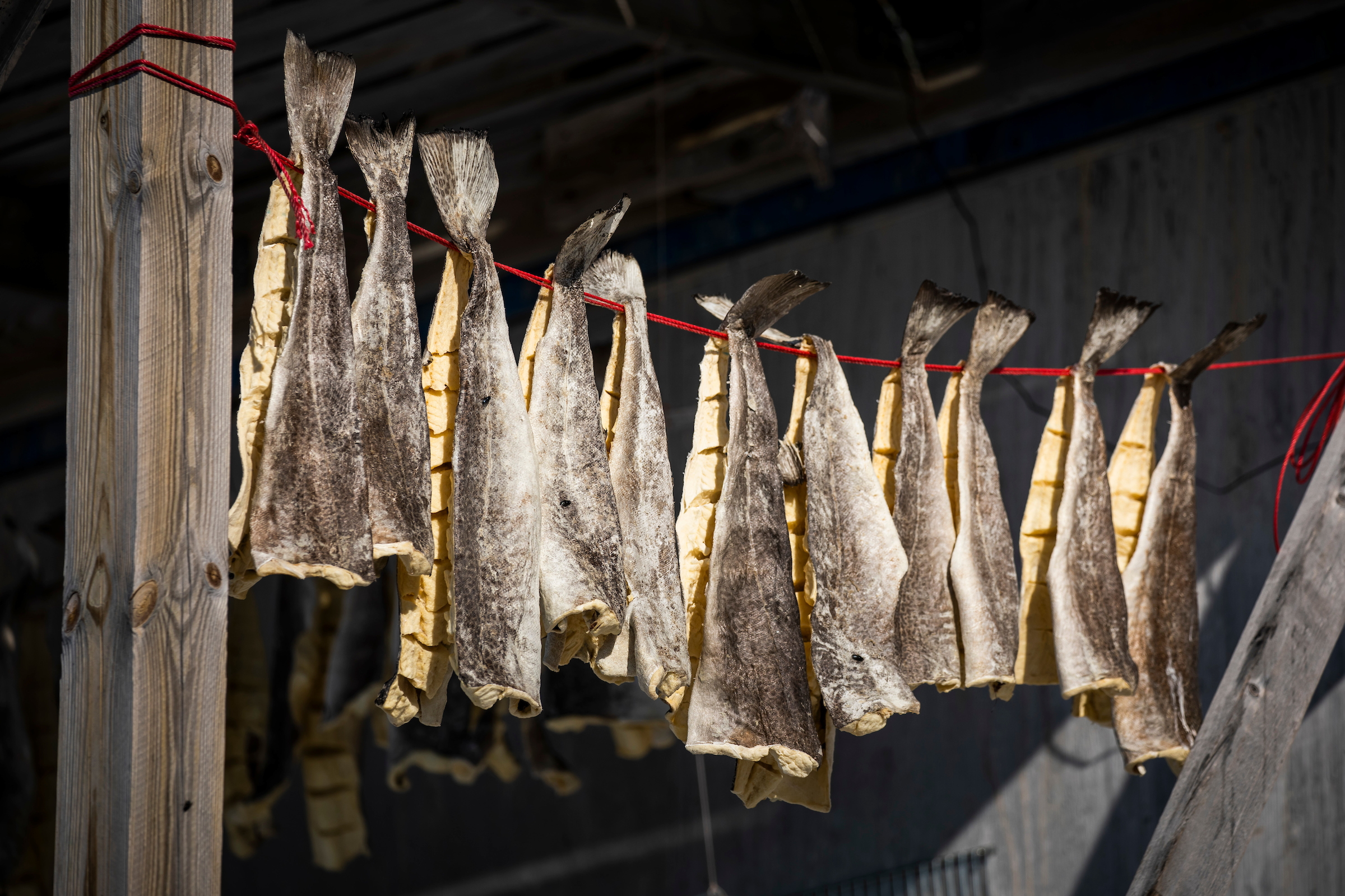 Local Drying Cod. Photo Aningaaq Rosing Carlsen Visit Greenland (1)