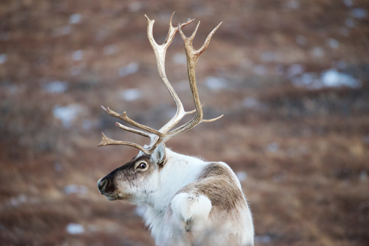 Caribou Looking Back Adam Lyberth, Visit Greenland
