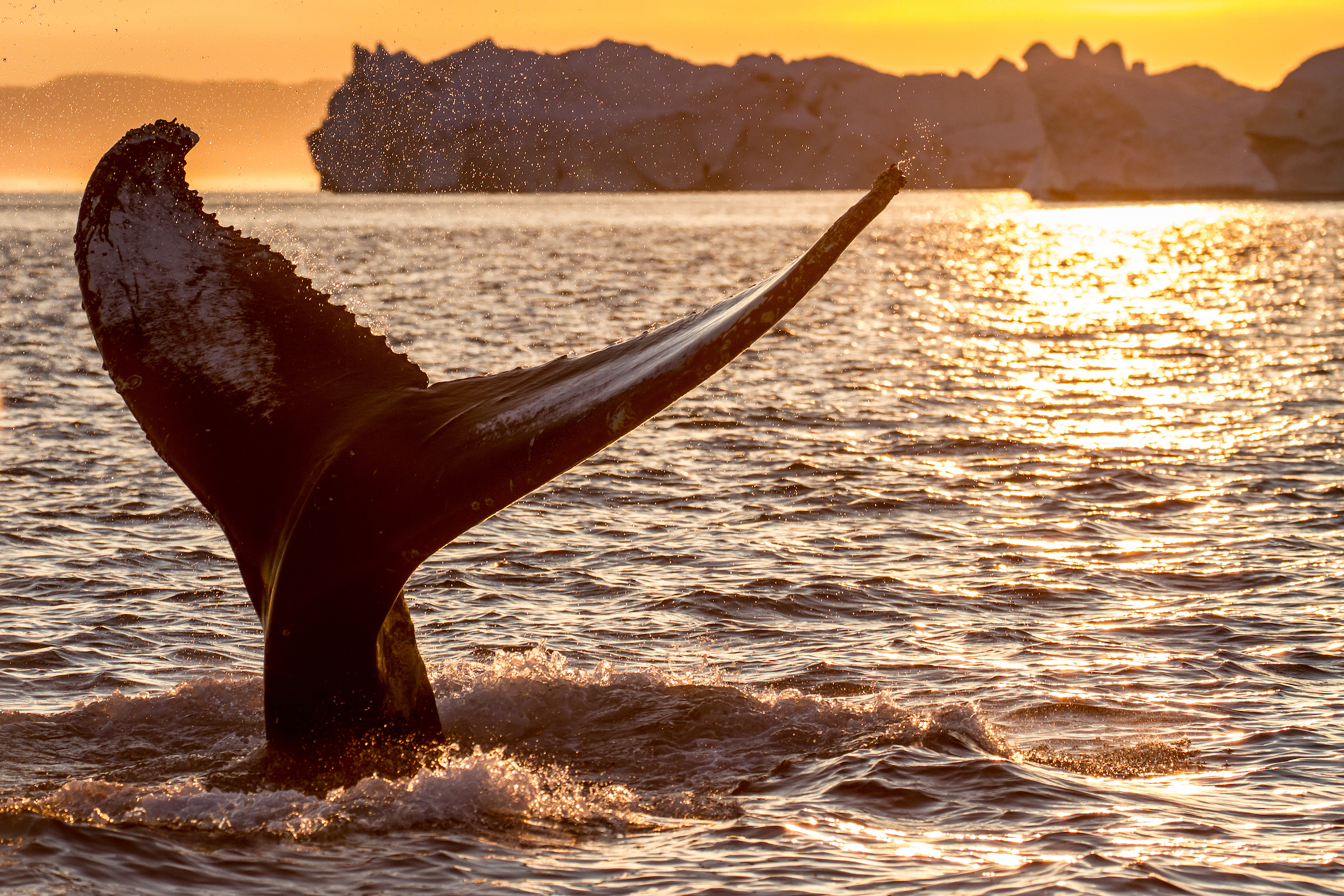 Humpback Whale In Midnight Sun. Photo Julie Skotte, Visit Greenland